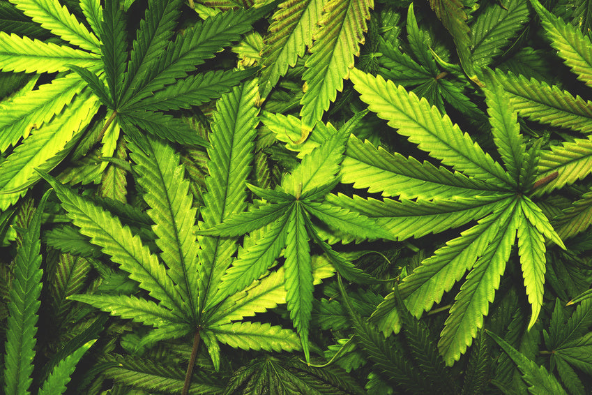5 Conditions CBD Oil May Help Manage